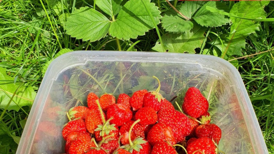 Къци Вапцаров яде ягоди, засадени от майка му преди 10 г.