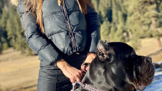 Кане корсо пази плеймейтката Диана Габровска от ухажори