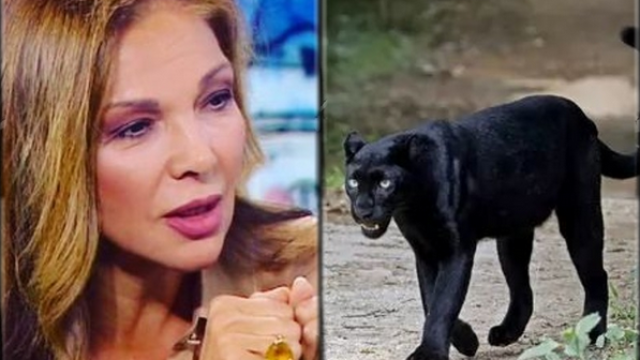 Пантерата обикаля синчето бие прокурорът пази народът мълчи е