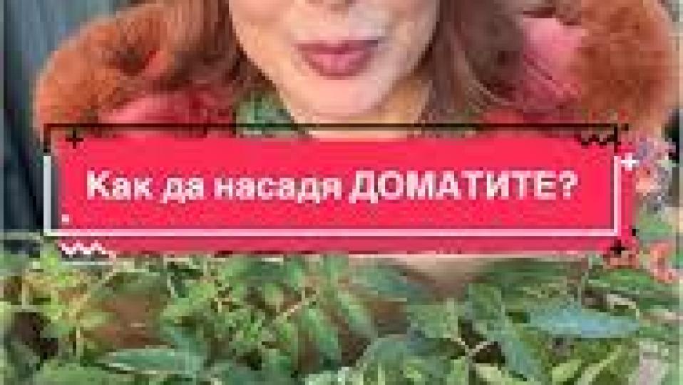 Мира Добрева отгледа домати на балкона