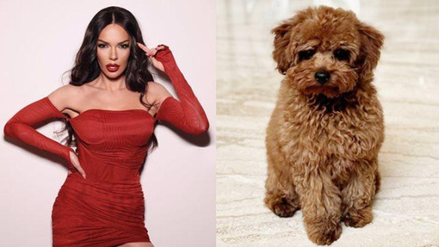 В кафявао пуделче е влюбена Галена Певицата никъде не ходи