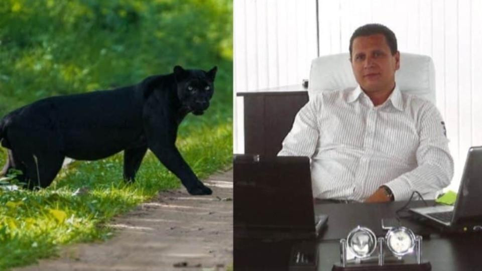 Черната пантера от Шумен  се оказа домашен любимец –  разхожда се навън, но се  прибира при стопанина си