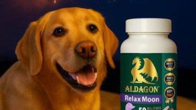 Как да помогнем на кучето си по време на заря