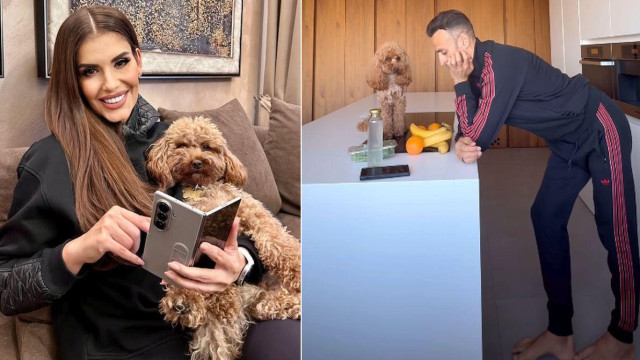 Шоколадовите пудели са трендът при домашните любимци през 2025 г