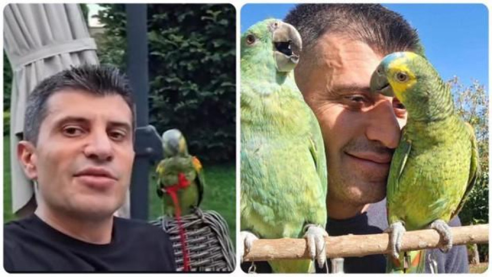 Папагалите Тиамо  и Аморе владеят  сърцето на  Жоро Игнатов